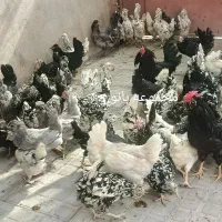 تخم مرغ نطفه دار گلین، چهل تاج، ریش، کاکل|حیوانات مزرعه|کرمان, |دیوار