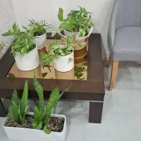 میز جلومبلی