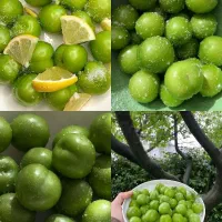 نهال کیوی الو ازگیل گردو توتفرنگی بلوبری گیلاس|خدمات باغبانی و درختکاری|تهران, فلسطین (میدان انقلاب)|دیوار