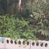 باغبانی|خدمات باغبانی و درختکاری|شوشتر, |دیوار