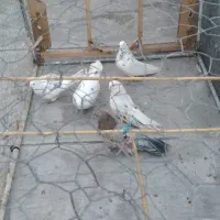 ۱۹۲۹۸۳۷۳|پرنده|ساروق, |دیوار