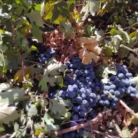 هرس کردن باغ