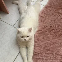 گربه نر آماده جفتگیری|گربه|اندیشه, اندیشه فاز ۱|دیوار