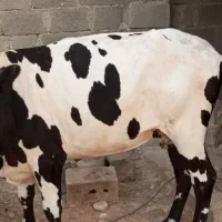 گاو جرسی 8 ماه آبستن