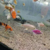 کوی و گیاه|ماهی|مشهد, سعد آباد|دیوار