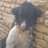 توله لاس