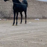 نریان دوسال نوه طاووس دست شکسته|اسب و تجهیزات اسب‌سواری|اصفهان, مسجد مصلی|دیوار