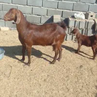 ۷راس بره ماده افشار سبک وزن ۴راس بزغاله نر|حیوانات مزرعه|رضویه, |دیوار