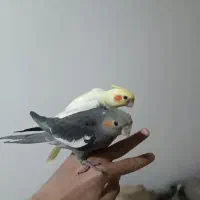 جوجه عروس هلندی دستی سهره|پرنده|باغستان, |دیوار