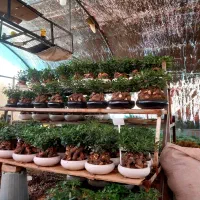بنسای گل وگیاه طبیعی