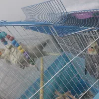 پرنده زینتی|پرنده|نجف‌آباد, گلدشت|دیوار