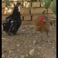 دو عدد مرغ