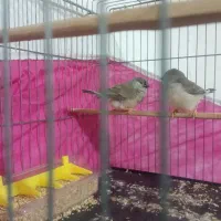 فنچ|پرنده|بندرعباس, |دیوار