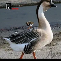 جوجه قو غاز آفریقایی نژاد خالص