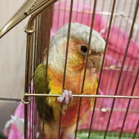 طوطی گرینچیک