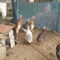 بوقلمون آوردک اسراعیلی|حیوانات مزرعه|تالش, جوکندان|دیوار