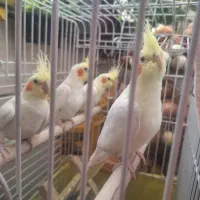 عروس هلندی 4 عدد جفت