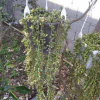 گل رشته مرواریدی