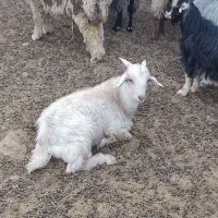 کهره نر و ماده درجه یک|حیوانات مزرعه|زرقان, |دیوار