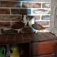 کبوتر چادری یا افشون|پرنده|بندر انزلی, سید آسیه|دیوار