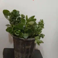 گل آپارتمان|گل و گیاه طبیعی|رباط‌کریم, شهرک والفجر|دیوار