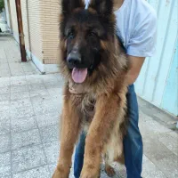 سگ ژرمن شپرد کلاس aبرای کشش