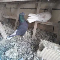 باسلام یه جفت مایدم نروماده