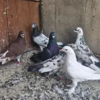 ۶عددکفتر دونه ای ۱۳۰یکجا تکی فرق میکند|پرنده|تهران, مولوی|دیوار