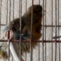 قناری|پرنده|یزد, |دیوار