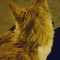 واگذاری گربه