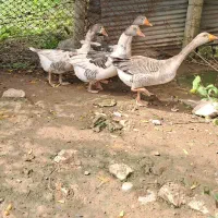 فروش ۴ تا غاز بالغ