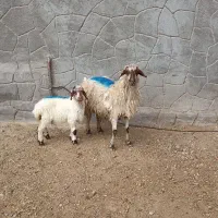 میش جوان برع دار