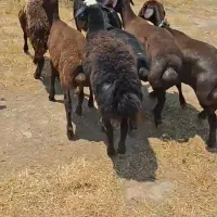میش گوسفند کفتر مرغ سگ