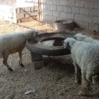 گوسفند بره نر