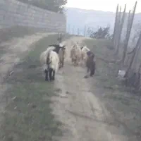 فروش بزغاله|حیوانات مزرعه|مرزنآباد, |دیوار