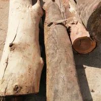 قطع و برش درخت رایگان|خدمات باغبانی و درختکاری|بوشهر, |دیوار