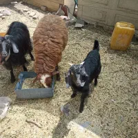 یک عدد گوسفند ماده فروشی