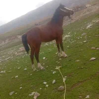 اسب فروشی‌