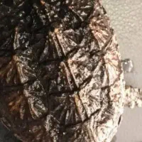 کامان اسنپینگ سایز متوسط