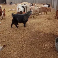 بزغاله وبز|حیوانات مزرعه|سده (خراسان جنوبی), |دیوار