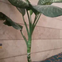 سه عدد گل
