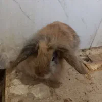 خرگوش لوپ