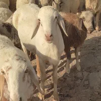 شیشک قوچی چینی