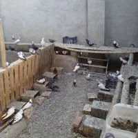 فروش کفتر|پرنده|کبودرآهنگ, |دیوار