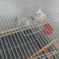 یک جفت عروس هلندی ایزابلا