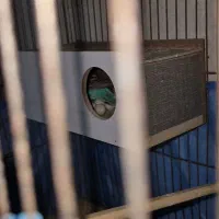 مرغ عشق|پرنده|ایذه, |دیوار