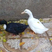 دو عدد اردک محلی و سرحال