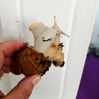 حلزون مولد|خزنده|ملارد, |دیوار