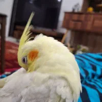 عروس هلندی نر سخنگو|پرنده|کرمانشاه, |دیوار