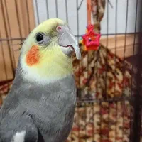 عروس هلندی سخنگو